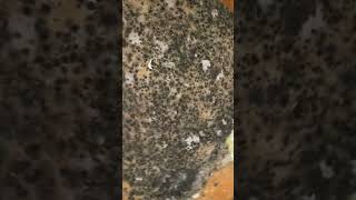 🤢 More black mold found inside a vent