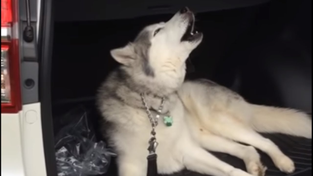 Stubborn Husky throws tantrum when its time to leave car YouTube