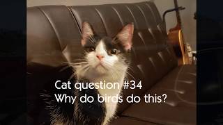 CAT ASKS QUESTIONS - Why Do Birds Do This? Secrets? BIRDS ON POWER LINES (2019) by Muziq The Cat 31 views 5 years ago 50 seconds