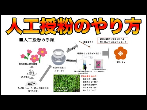 人工授粉の簡単コツ、たったこれだけ知れば収穫量アップ