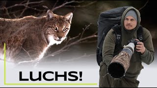 Ein Luchs! Auf Tour mit @nicosonnabend Teil 2 - Naturfotografie / Tierfotografie