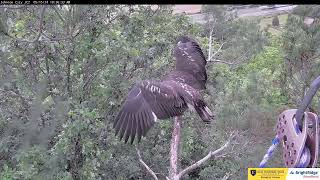 JC Nest Cam - JC24 Takes the Stage on NHB  2024 05 15 16