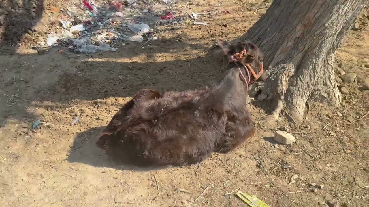 Walking today Ghourghushti faam are beautiful weather👌12 02 2026 🇵🇰🇵🇰🇵🇰