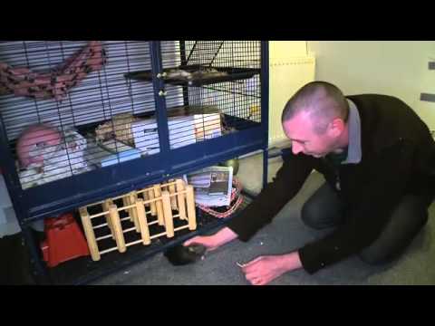 Head Over Heels In Rats