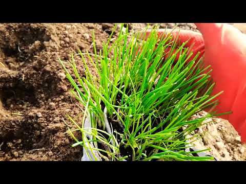 Video: Kaip Auginti Svogūnus