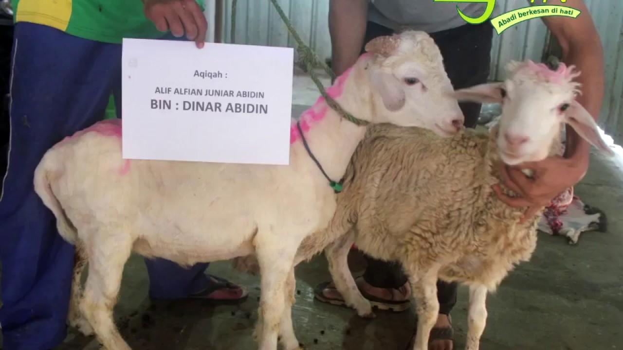 0857 7333 3210 Harga Kambing Aqiqah Terbaru Di Bogor Selatan, LAYANAN