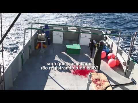 Barco japonês domina pesca de atum em águas do Brasil