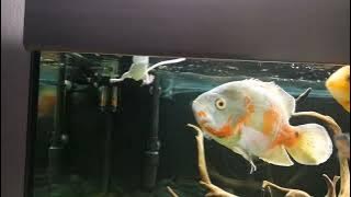Oscar fish eating mouse