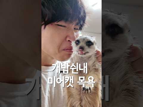 개밥쉰내 미어캣 목욕 thumbnail