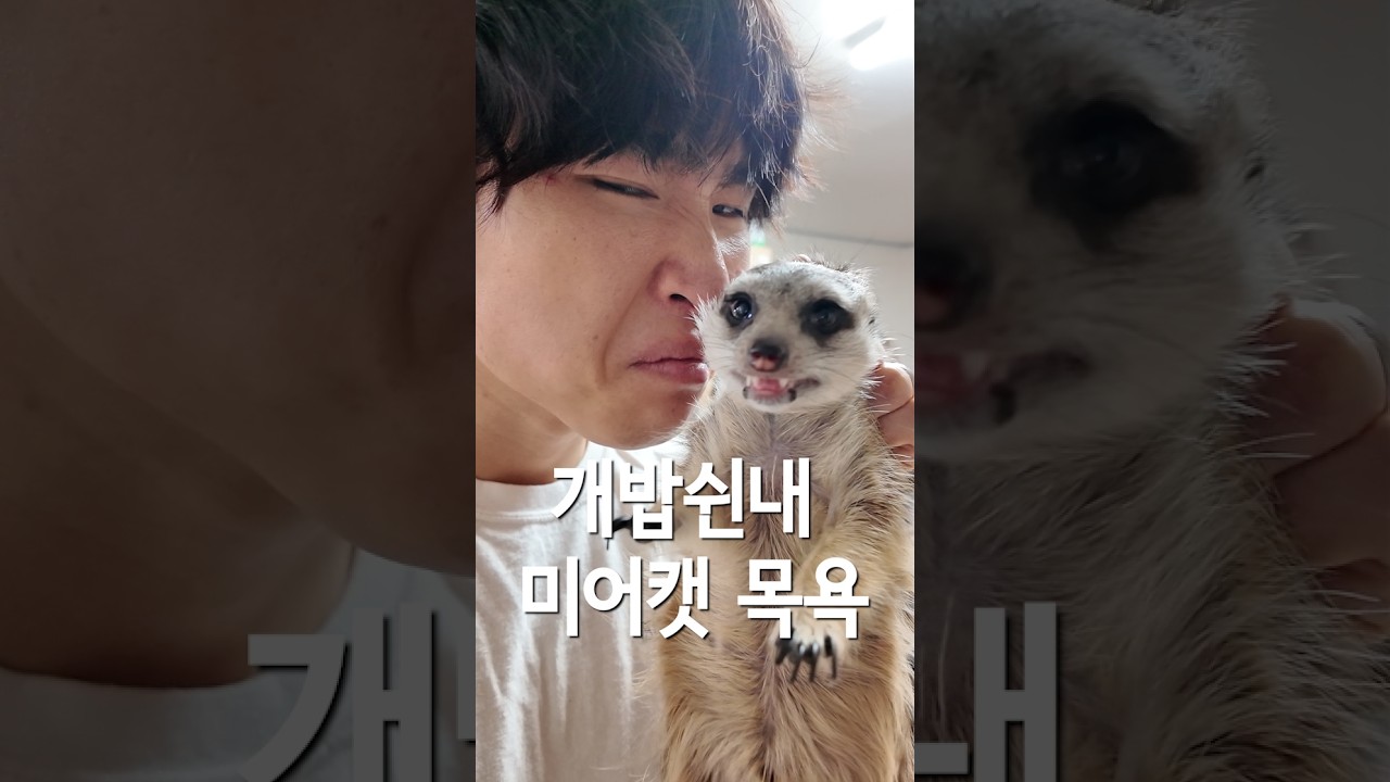 개밥쉰내 미어캣 목욕