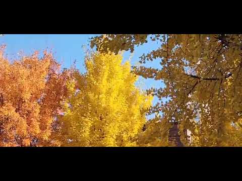 Korea's autumn colors! 🇰🇷🍂💛🧡 ~ Thank you bana Changgu.🙏❤