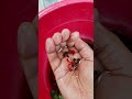 RTP guppy fish. #guppy #guppyfish #guppyfishtank #guppyfishfarming #guppies #goldfish #gappy #yt.
