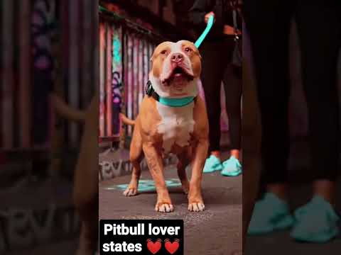 Video: Rasele oficiale de câine din 12 state americane