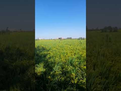 لو اسلم حمار الخطاب