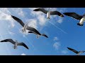 GAVIOTAS en la PLAYA volando de CERCA