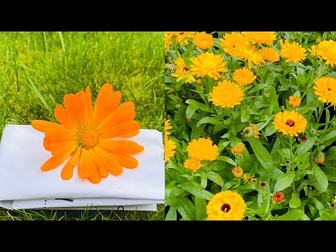 Video: Å dyrke ringblomster for blomster i hagen din