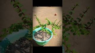 Plant Edit??? Phonk Edit