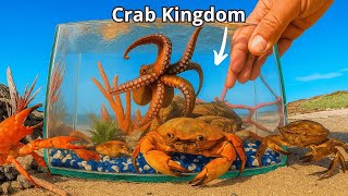 Make a tide pool aquarium for crabs and sea creatures