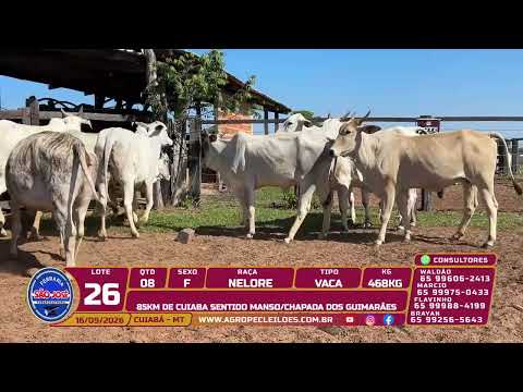 Lote 26