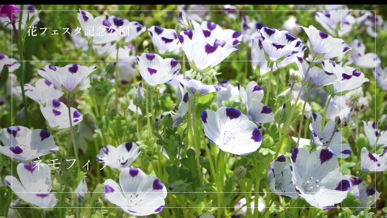 ４k 花フェスタ記念公園 岐阜県可児市 ネモフィラ畑 Nemophila Field Youtube