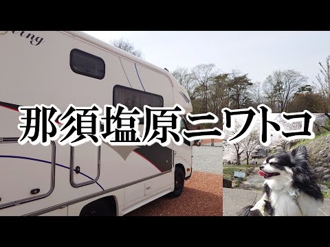 【とちぎ車中泊】キャンプ場？ちょうど良いRVパークが栃木県那須塩原にあった グランドオープンした千本松牧場と穴場板室温泉へ花見に行く熟年夫婦とデカチワワの車中泊旅
