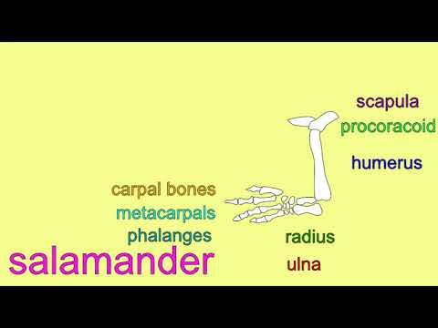 Video: Skeletal Deformity Sa Mga Amphibian