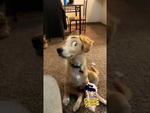 حتى الكلب ماسلم منها ضحك