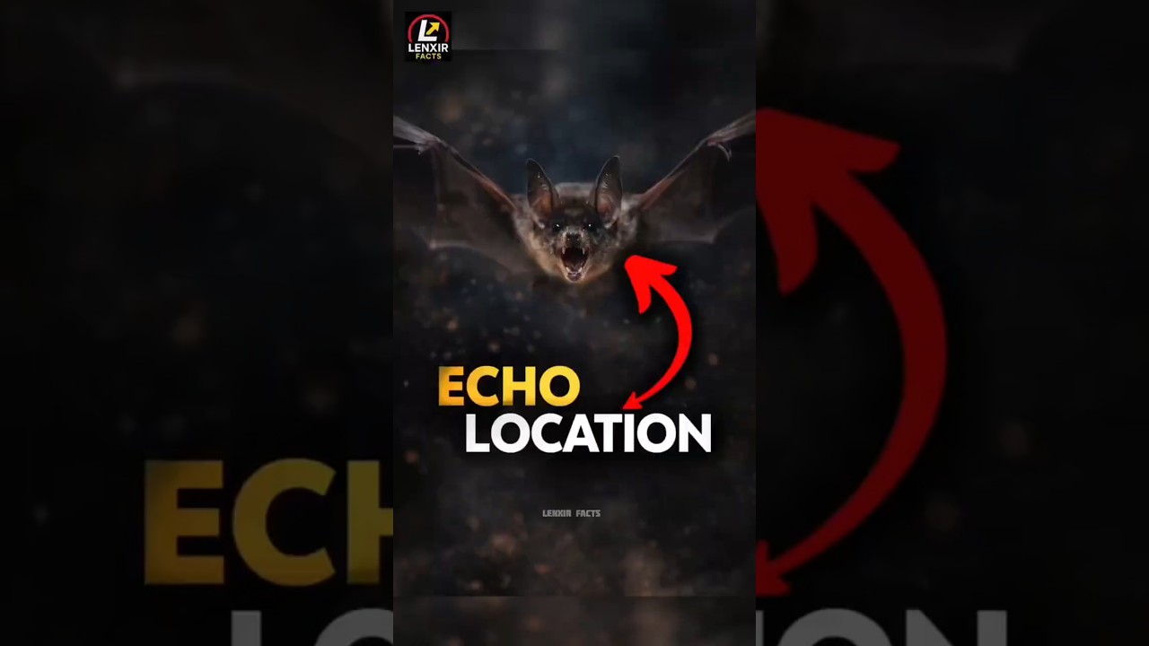 Bats echo location | bats | animal facts | interesting facts | english facts video | animals facts |