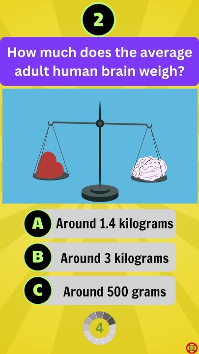 how-much-does-the-average-adult-human-brain-weigh-youtube