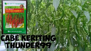 CABE KERITING TM Thunder BERBUAH LEBAT