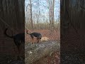 WALKADAY 77: Morning Walk to the Swamp