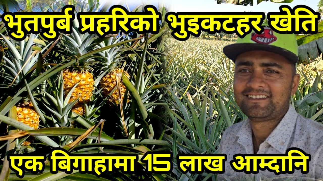 एक बिगाहा मा 15 लाख आम्दानी , भुतपुर्ब प्रहरीले बाजो जमिनमा पैसाको खेती गर्दै farming sunsari