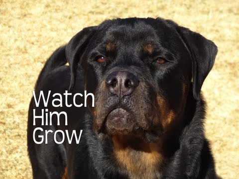 Rottweilers First Year - Watch Him Grow