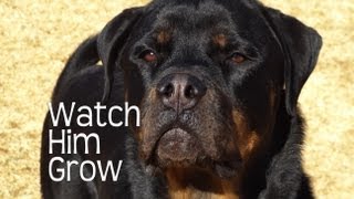Rottweilers First Year  Watch Him Grow