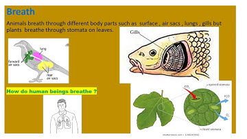 Class-3 Science Ch-2 lecture-15 (Difference Between Plants and Animal)