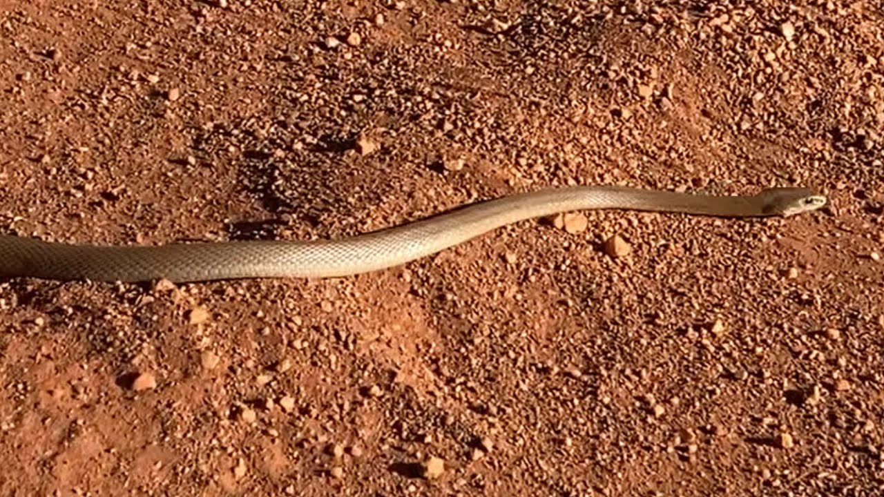 Coastal taipan - Oxyuranus scutellatus in Kakadu