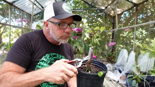 The Fascinating Science of Fruit Tree Cloning