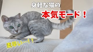 大人しい6歳の猫が珍しく本気で遊びます！