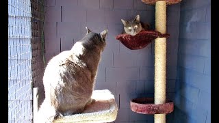 The Kits Cats Attempt Social Distancing