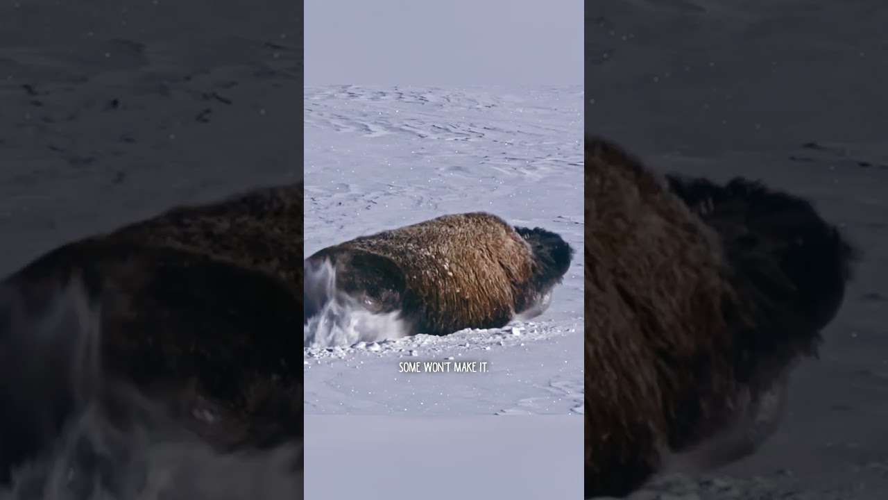 Путешествие гигантов: как бизоны преодолевают мили в поисках лугов #шорты #животные #дикая природа