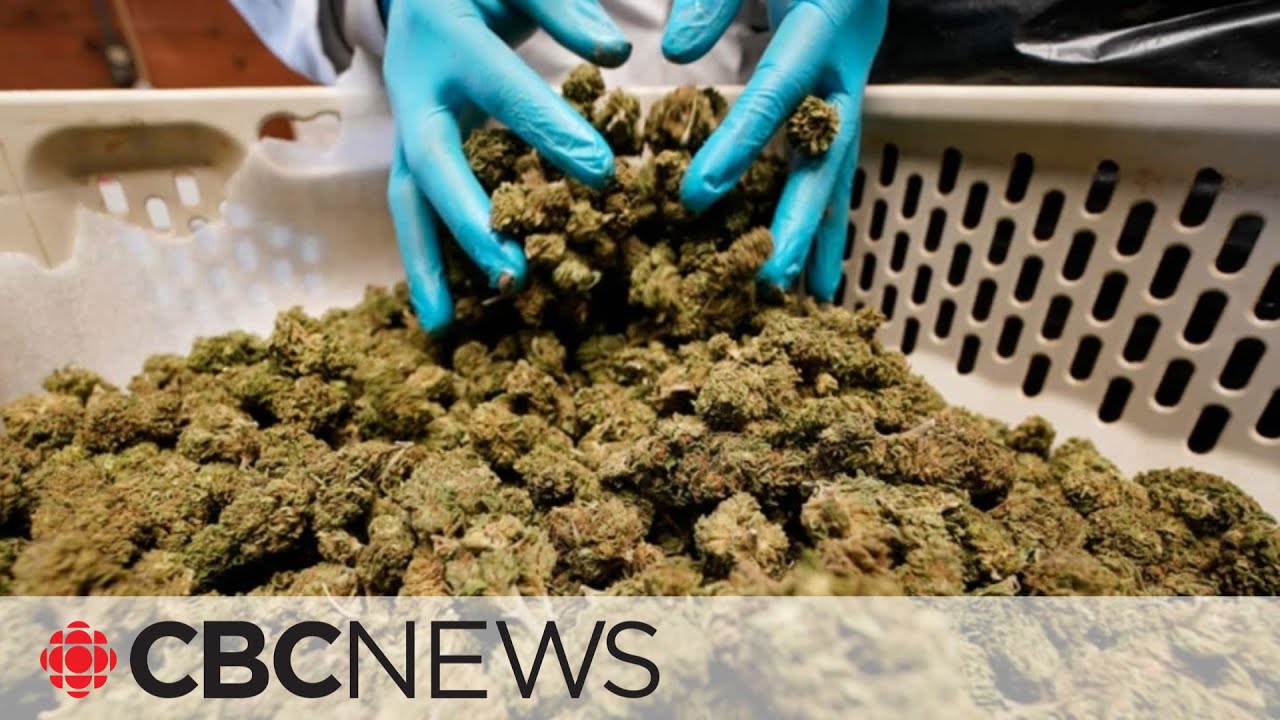 Feds to review Canada's cannabis legislation after a year delay