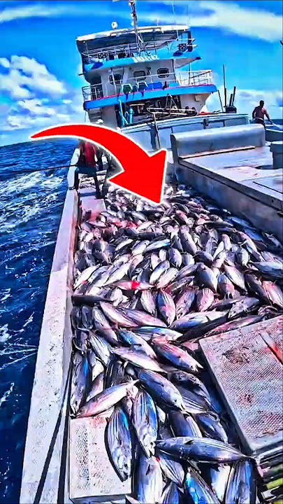 This Ancient Technique Catches Tuna Nonstop | #fishing #shorts