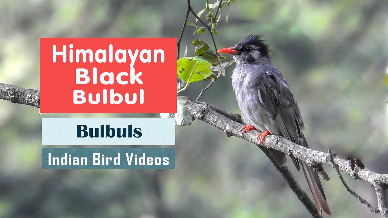 The Himalayan Black Bulbul (Hypsipetes leucocephalus) 