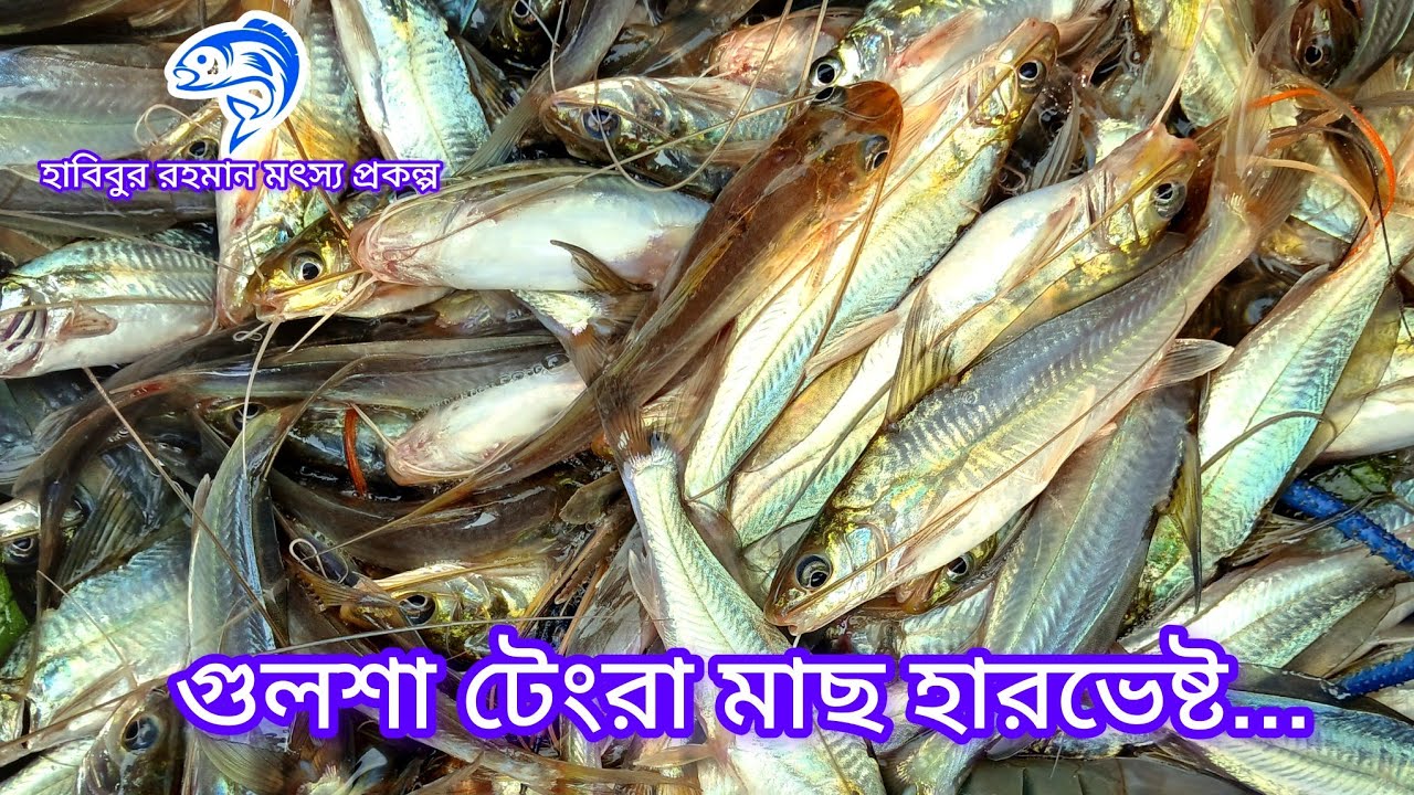 ৩৯০.. গুলশা টেংরা মাছ হারভেষ্ট আলহামদুলিল্লাহ। 