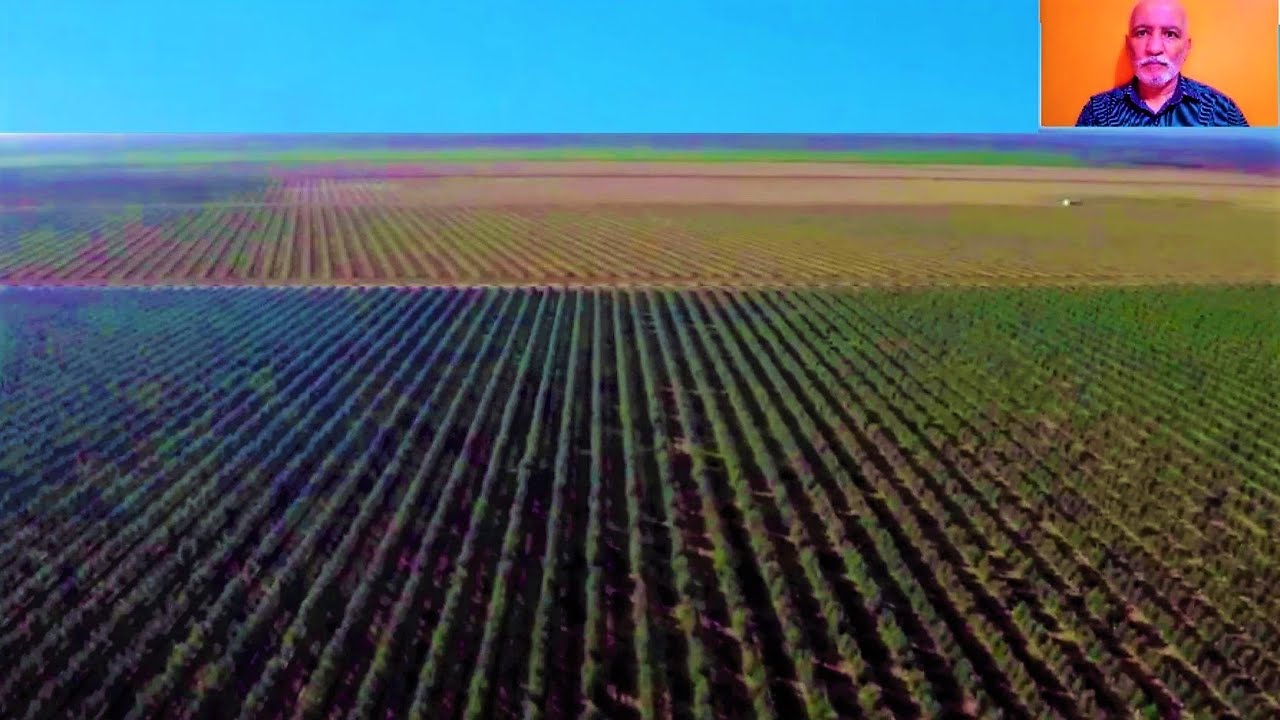 تابعو مزارع القارة الجزائرية: تعرفو على أكبر مزرعة لانتاج الزيتون في إفريقيا OLIVE PLANTATION
