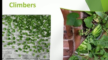 Class I EVS-Ch-14 Plants around us