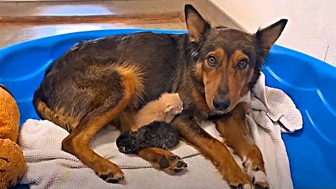 Mama Dog Who Lost Her Puppies Was Heartbroken Until She Got Kittens