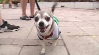 Bark in the Park 2023