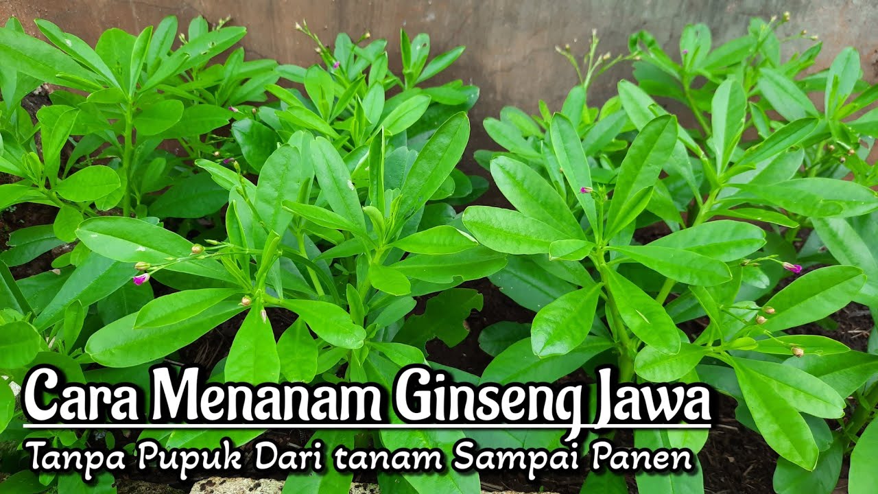 Cara menanam Ginseng Jawa Dari Awal Sampai Panen YouTube