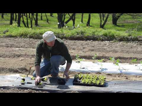 Video: Agrofibra Nera Per Pacciamatura